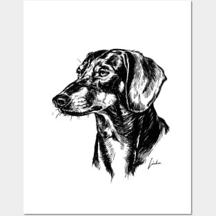 Dachshund dog drawing Posters and Art